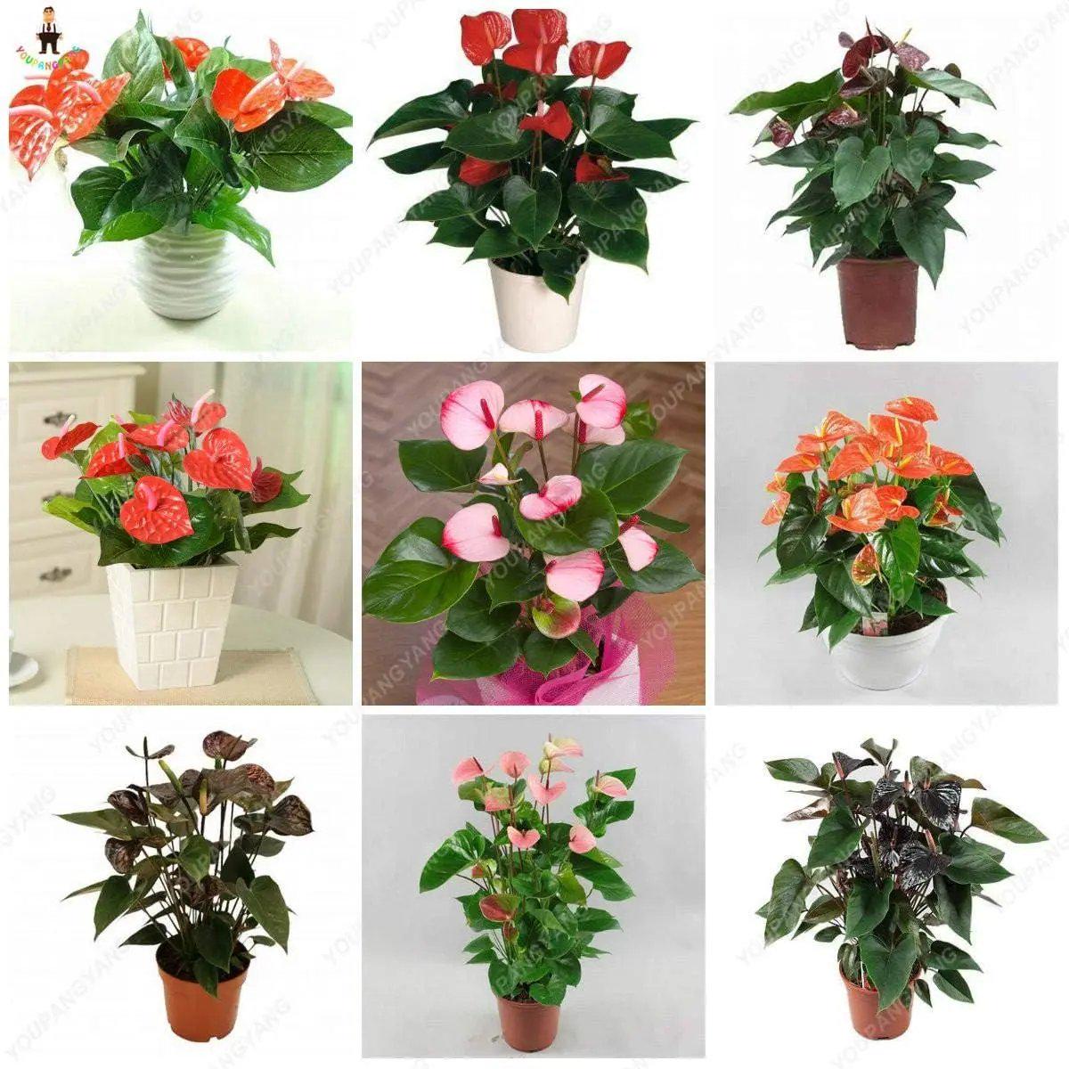 Mixed Anthurium Andraeanu Flower Seeds