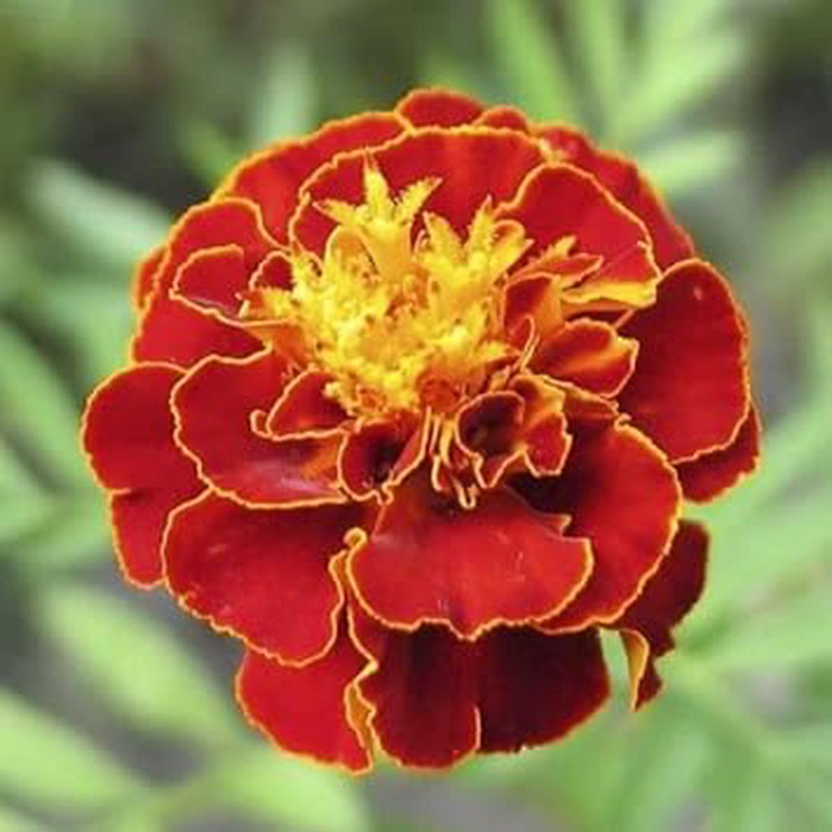 Multi-Colored Marigold Flower seeds for Planting - Drought Tolerant, Heirloom & GMO Free Seeds for Home Garden