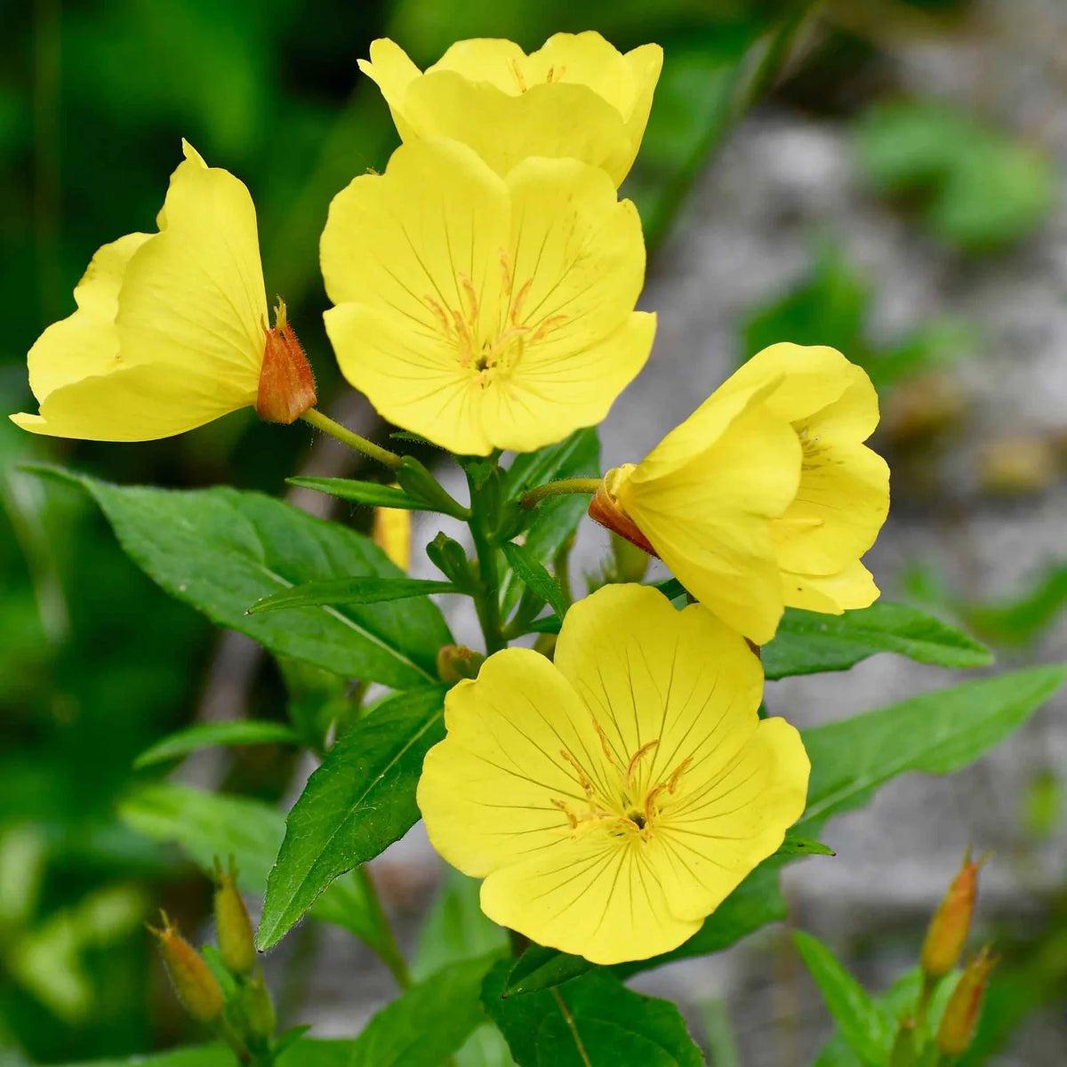 Oenothera Biennis Flower seeds for Planting Bright Blooms Heirloom & GMO Free Seeds for Home Garden