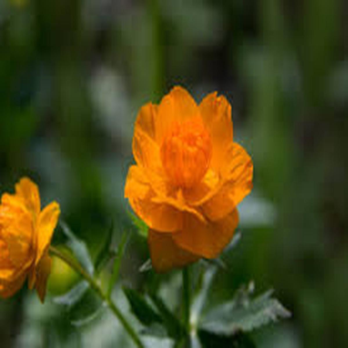 Orange Siberian Flower Seeds for Planting Bright Blooms, Heirloom & Non-GMO Seeds for Home Garden, 100pcs
