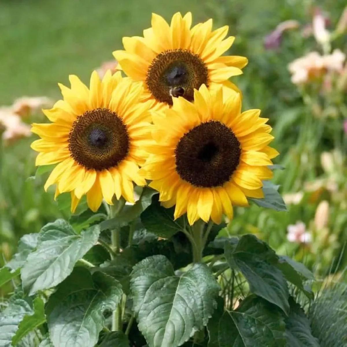 Organic Yellow Sunflower Flower Seeds for Planting  Heirloom, Non-GMO