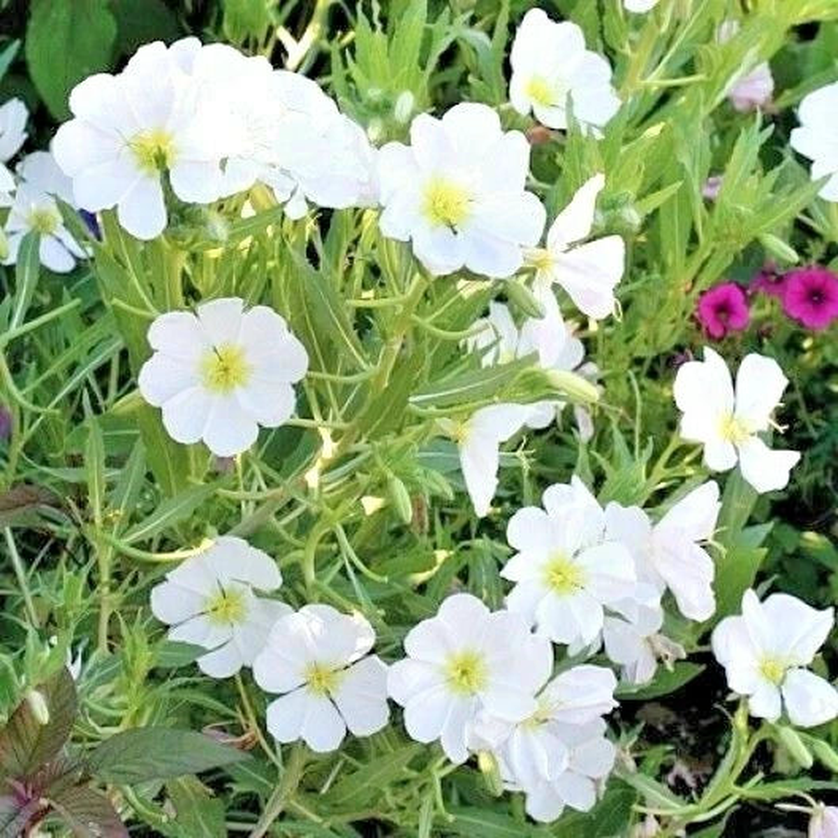 Pale EVENING PRIMROSE Flower Seeds Drought Heat Cold Groundcover Wildflower  Heirloom, Non-GMO, High Germination Organic Garden Seeds