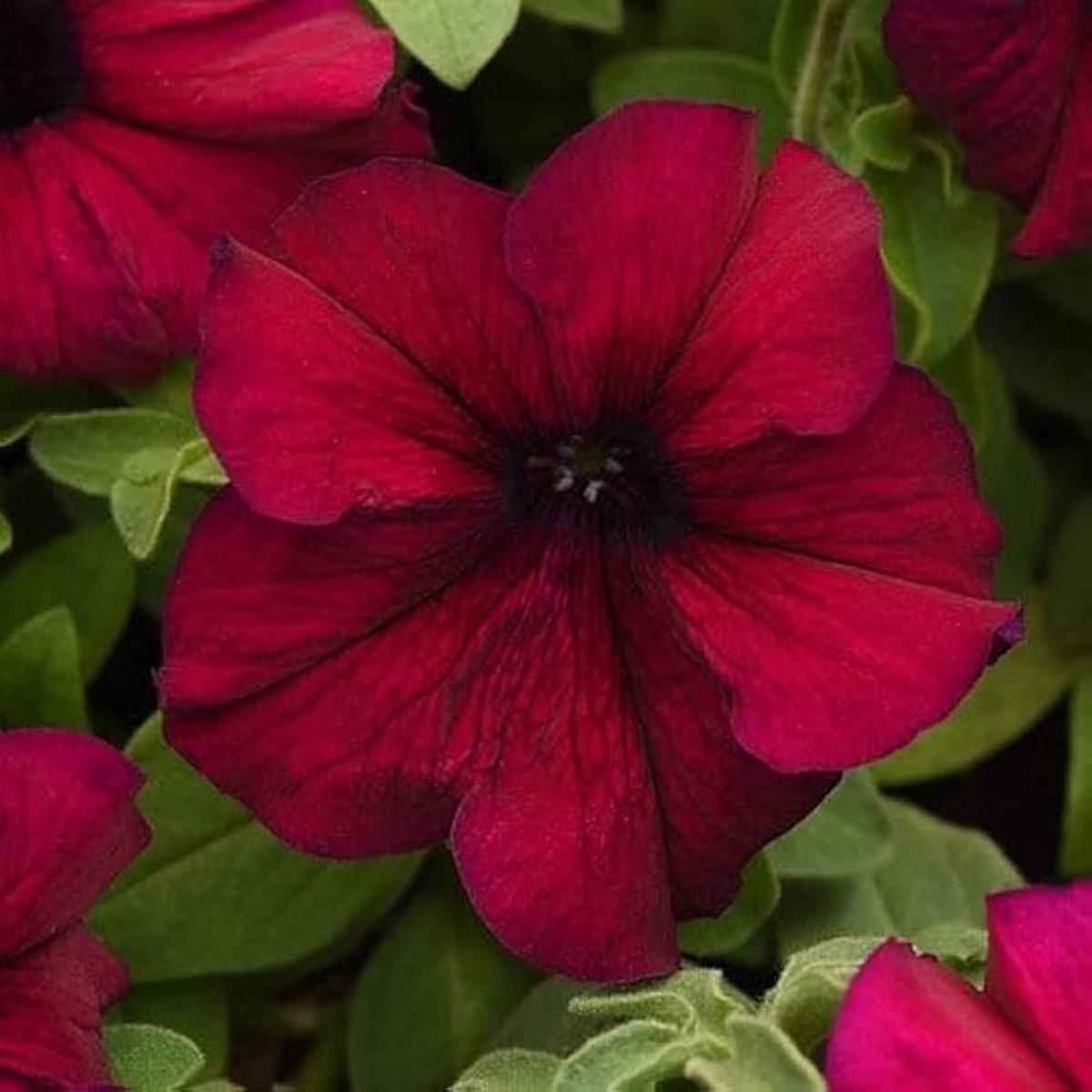 Pelletized Logro Floribunda Burgundy Petunia Seeds for Bold Garden Colors