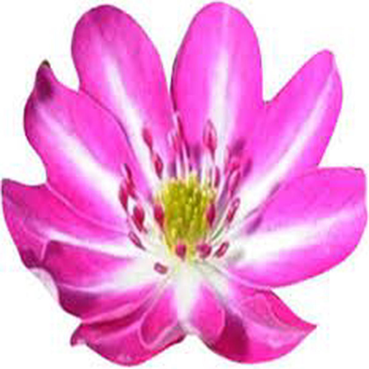 Pink White Nolilis Flower seeds for Planting - Cut Flower Favorite, Heirloom & GMO Free Seeds for Home Garden