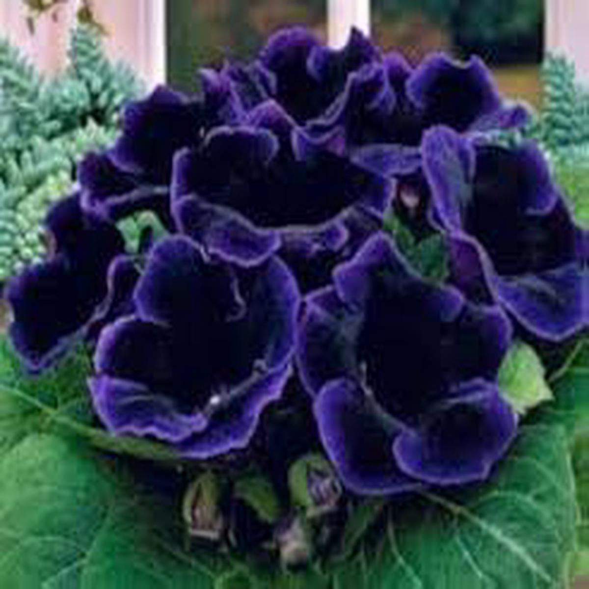 Purple Gloxinia Flower Seeds for Planting  Sun Loving, Heirloom, Non-GMO, High Germination