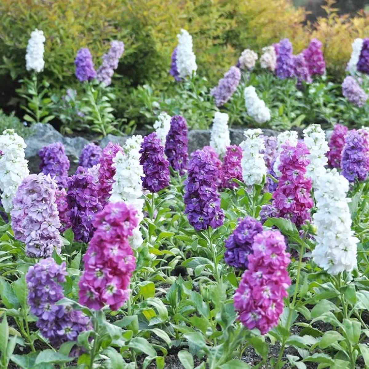 Purple & WhiteMatthiola Incana Flower seeds for Planting - Sun Loving, Heirloom & GMO Free Seeds for Home Garden