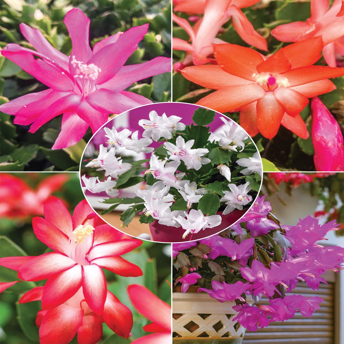 Rainbow Schlumbergera Zygocactus Seeds for Planting  Heirloom, Non-GMO, High Germination Organic Garden Seeds