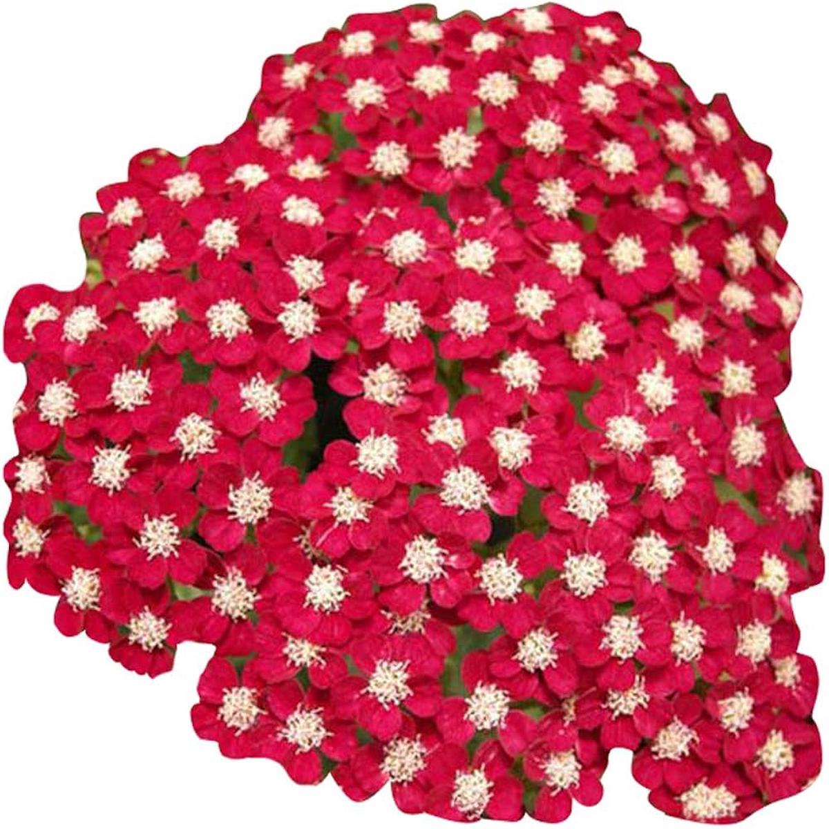 Red Achillea Flower Seeds for Planting - NON GMO Seeds