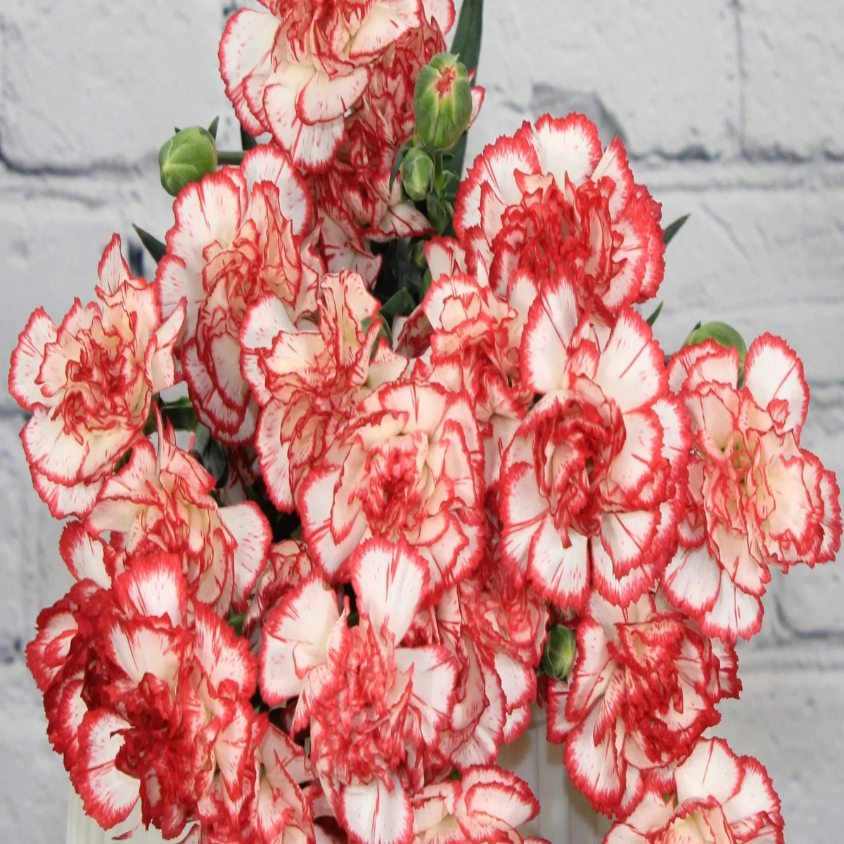 Red White Carnation Flower Seeds for Planting Garden Favorite, Heirloom & Non-GMO Home Garden Seeds