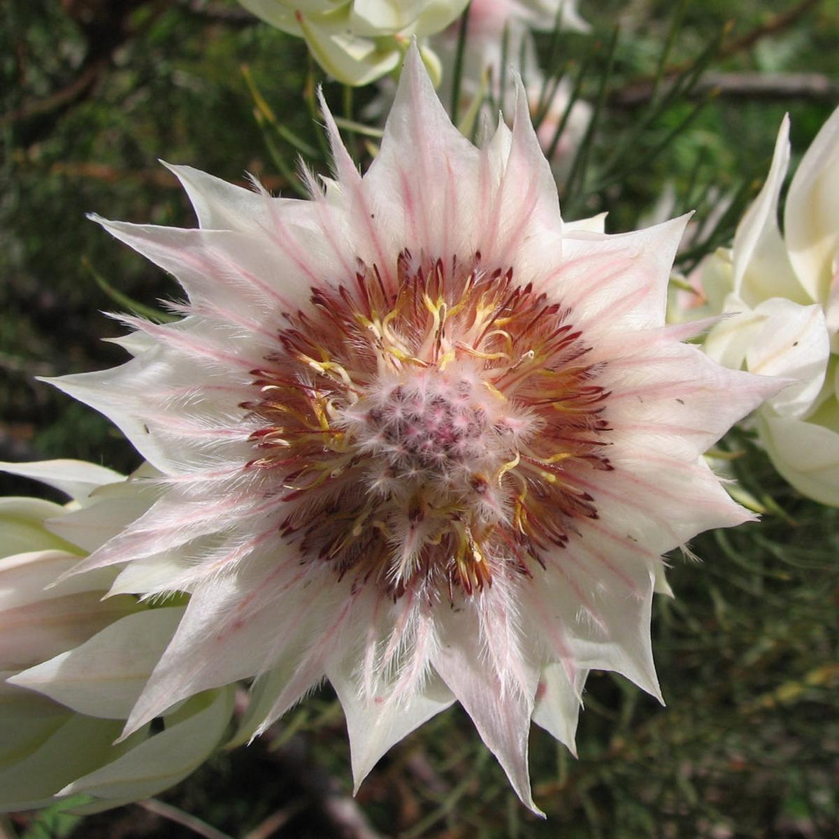 Serruria Flower seeds for Planting Cut Flower Favorite Heirloom & GMO Free Seeds for Home Garden   Sale