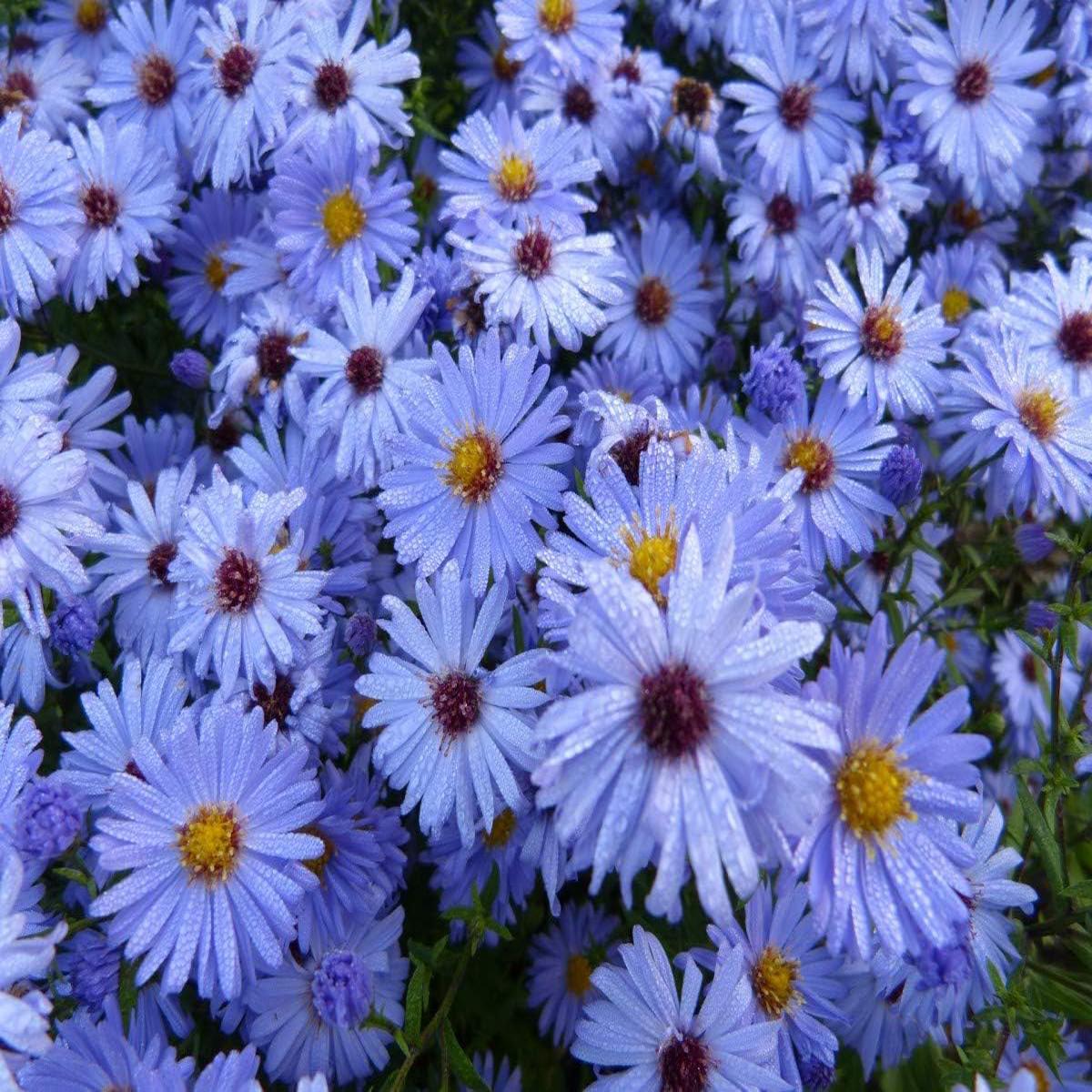 Sky Blue Aster Seeds for Planting Organic Heirloom Non-GMO High Germination Flower Seeds