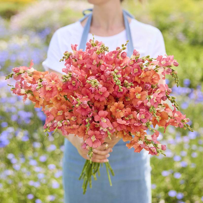 Snapdragon Seeds - Chantilly Bronze