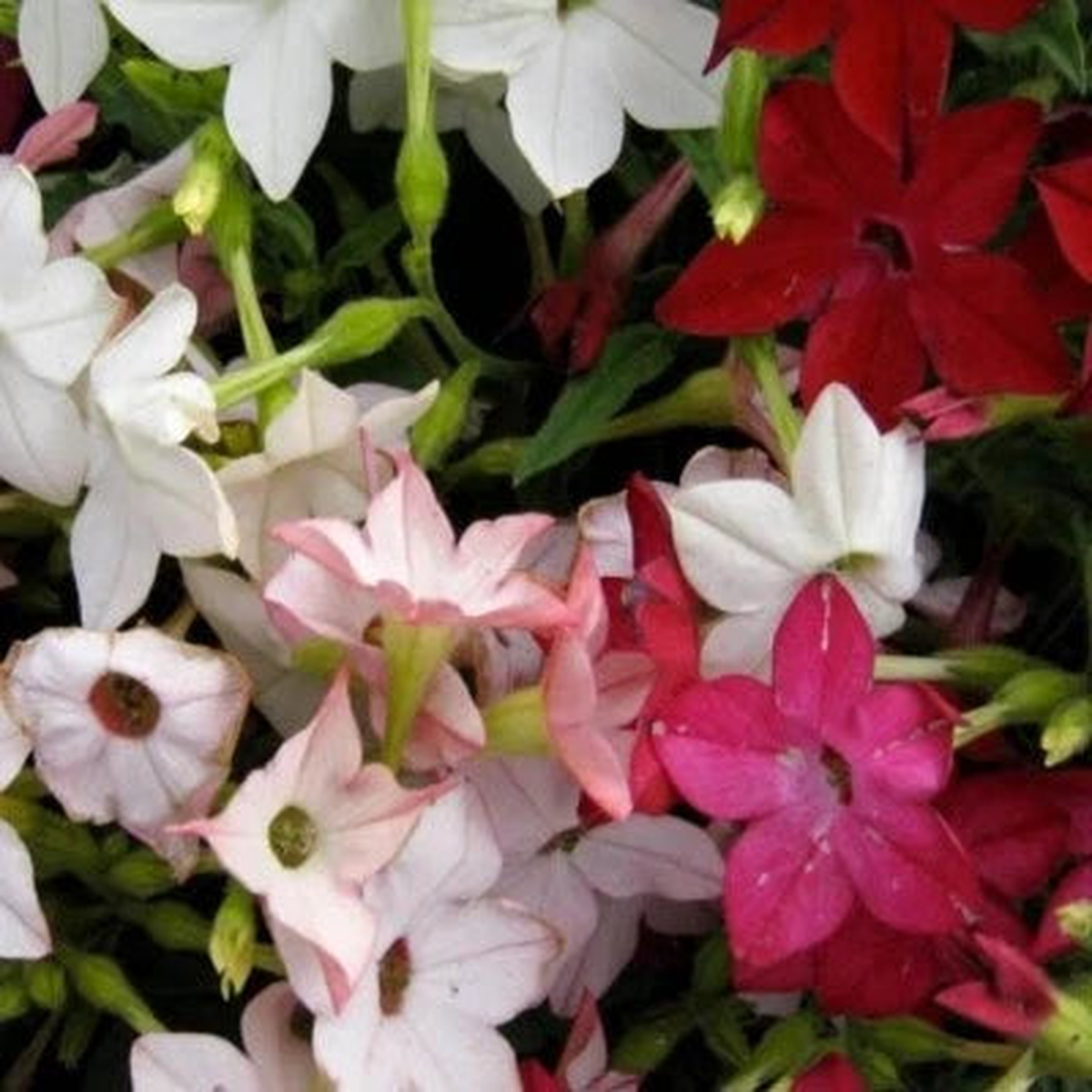 Tobacco Sensation Mix (Jasmine Nicotiana)  Fragrant Heirloom Flower Seeds, Non-GMO