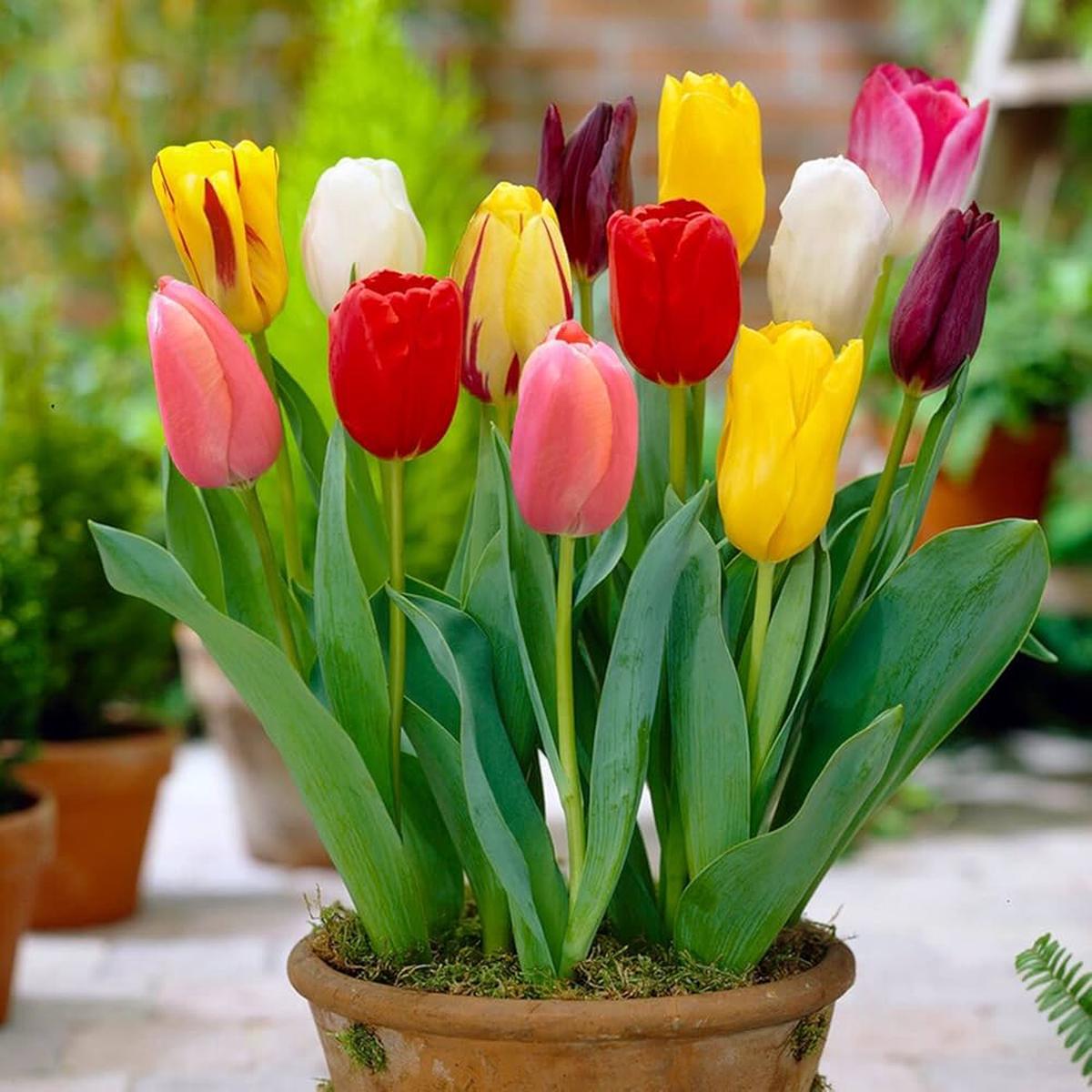 Tulip Flower Seeds for Planting Heirloom, Non-GMO, Easy to Grow, Spring Blooms