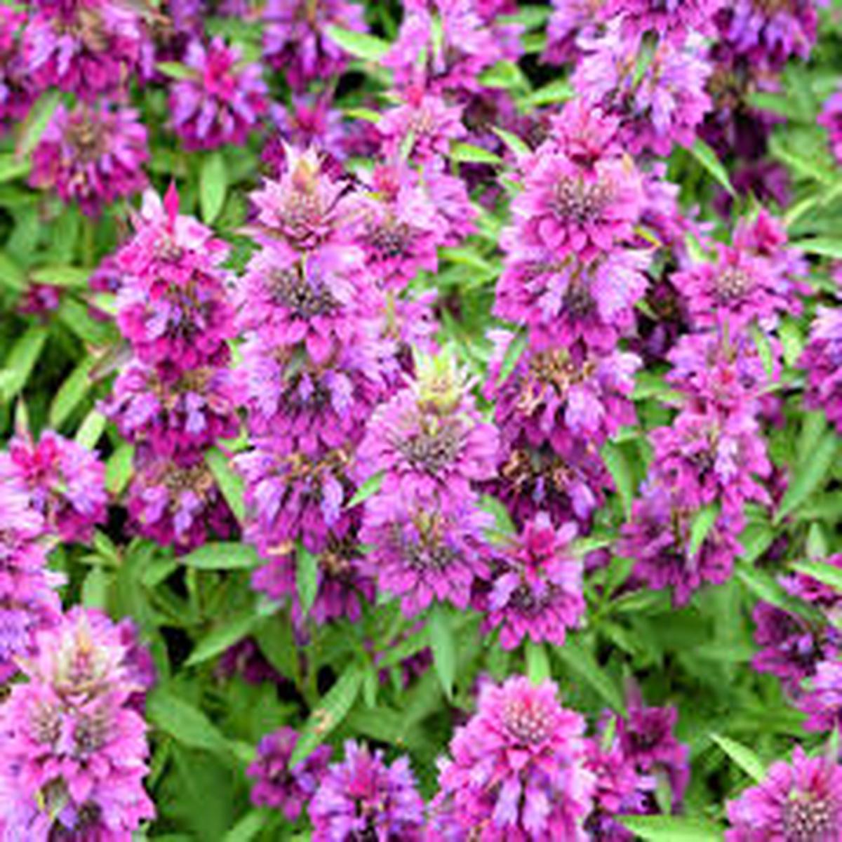 Violet Citriodora Flower seeds for Planting - Compact Growth, Heirloom & GMO Free Seeds for Home Garden