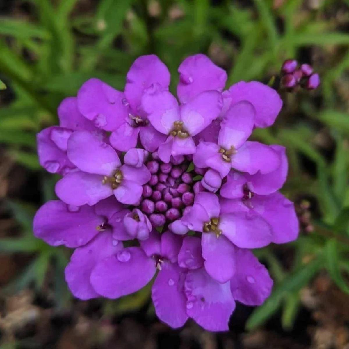 Violet Iberis Flower seeds for Planting - Hardy Variety, Heirloom & GMO Free Seeds for Home Garden