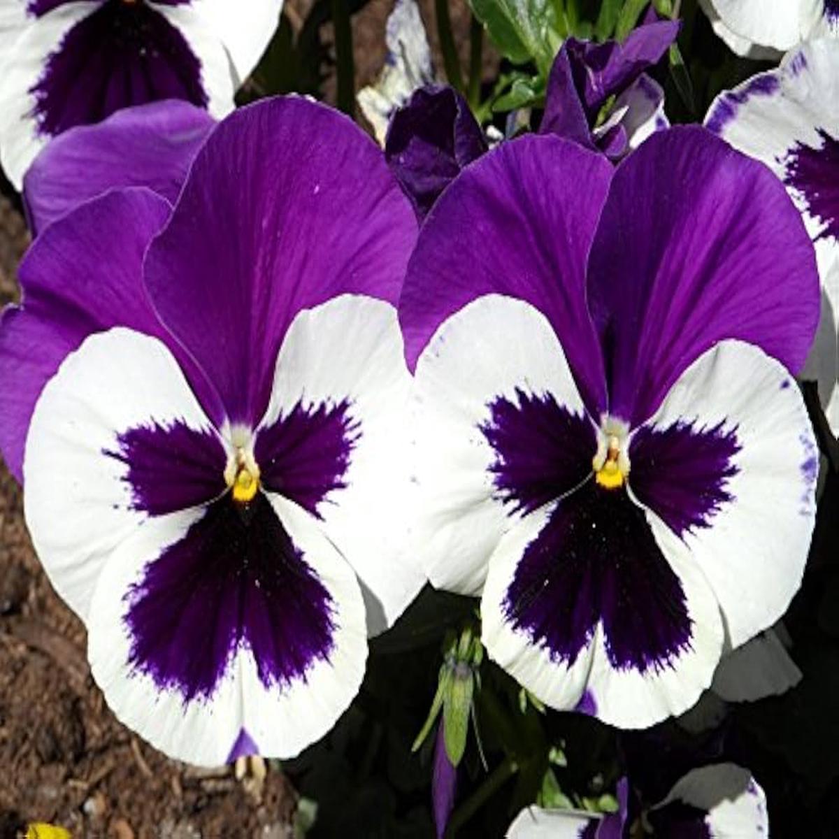 Violet & White Pansy Heirloom Non-GMO Seeds for Planting  High Germination Organic Garden Seeds