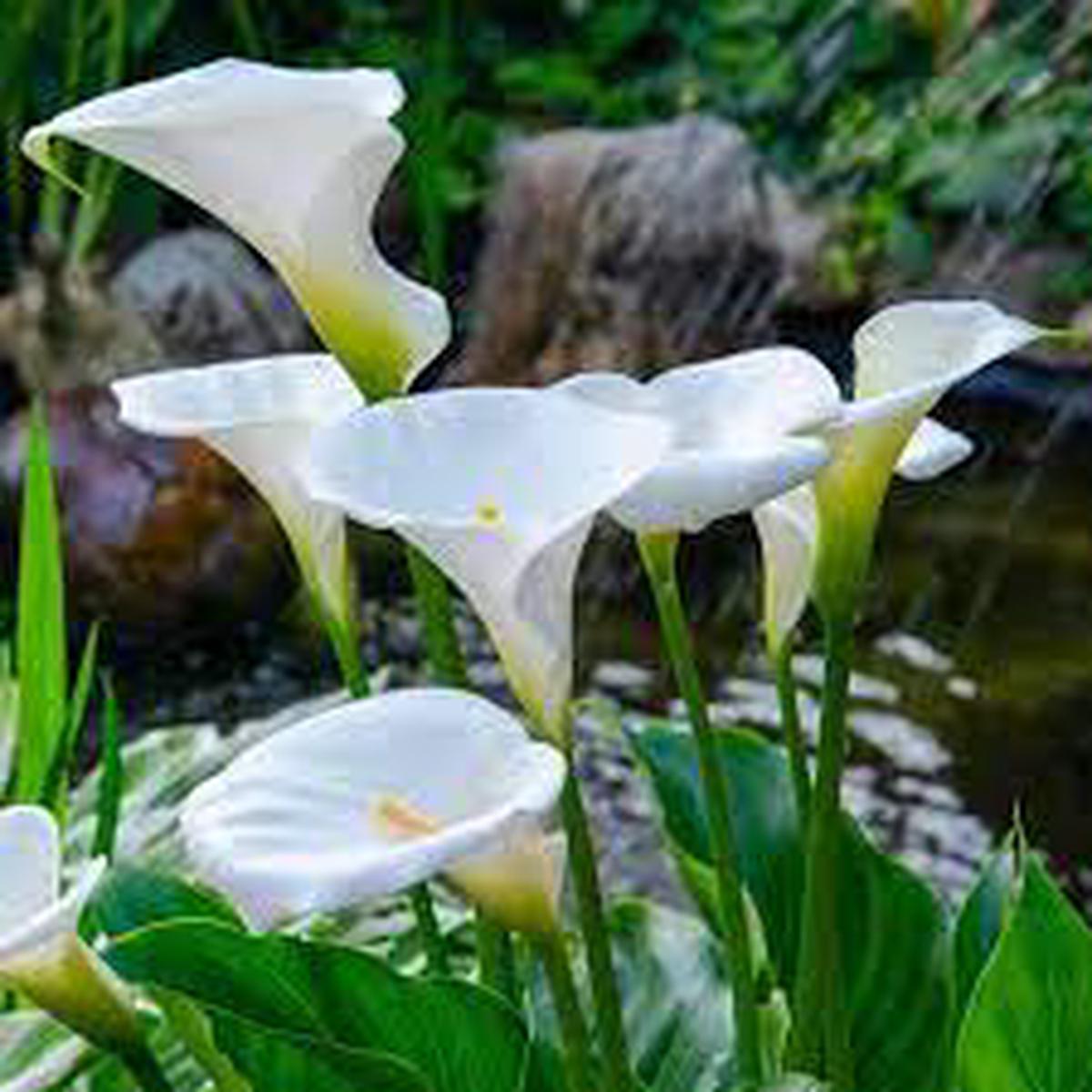 White Calla Lily (Zantedeschia Aethiopica) Seeds Heirloom Non-GMO Seeds for Planting High Germination Garden Seeds