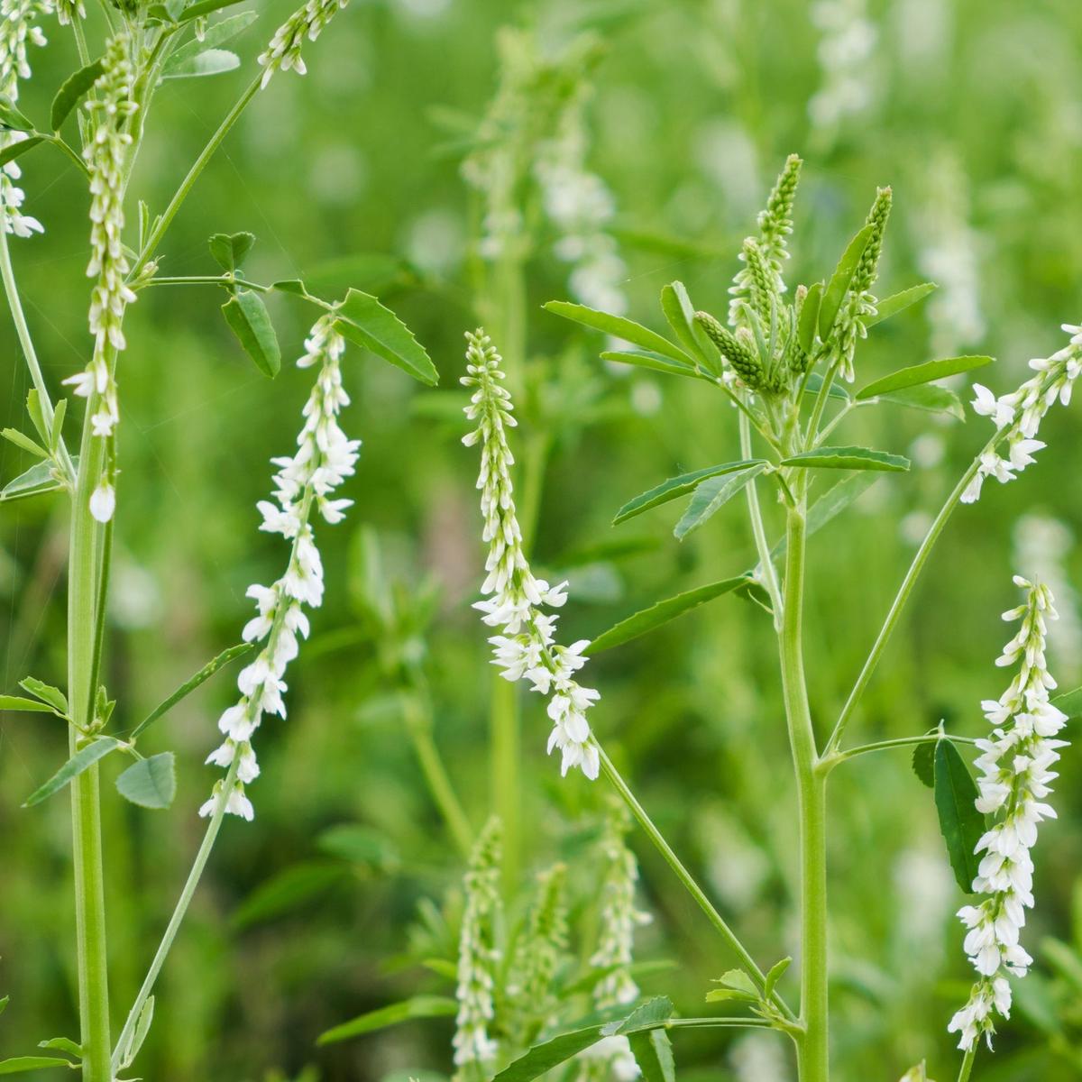 White Sweetclover (Melilotus alba) Flower Seeds for Planting  Heirloom, Non-GMO, Pollinator-Friendly, Biennial