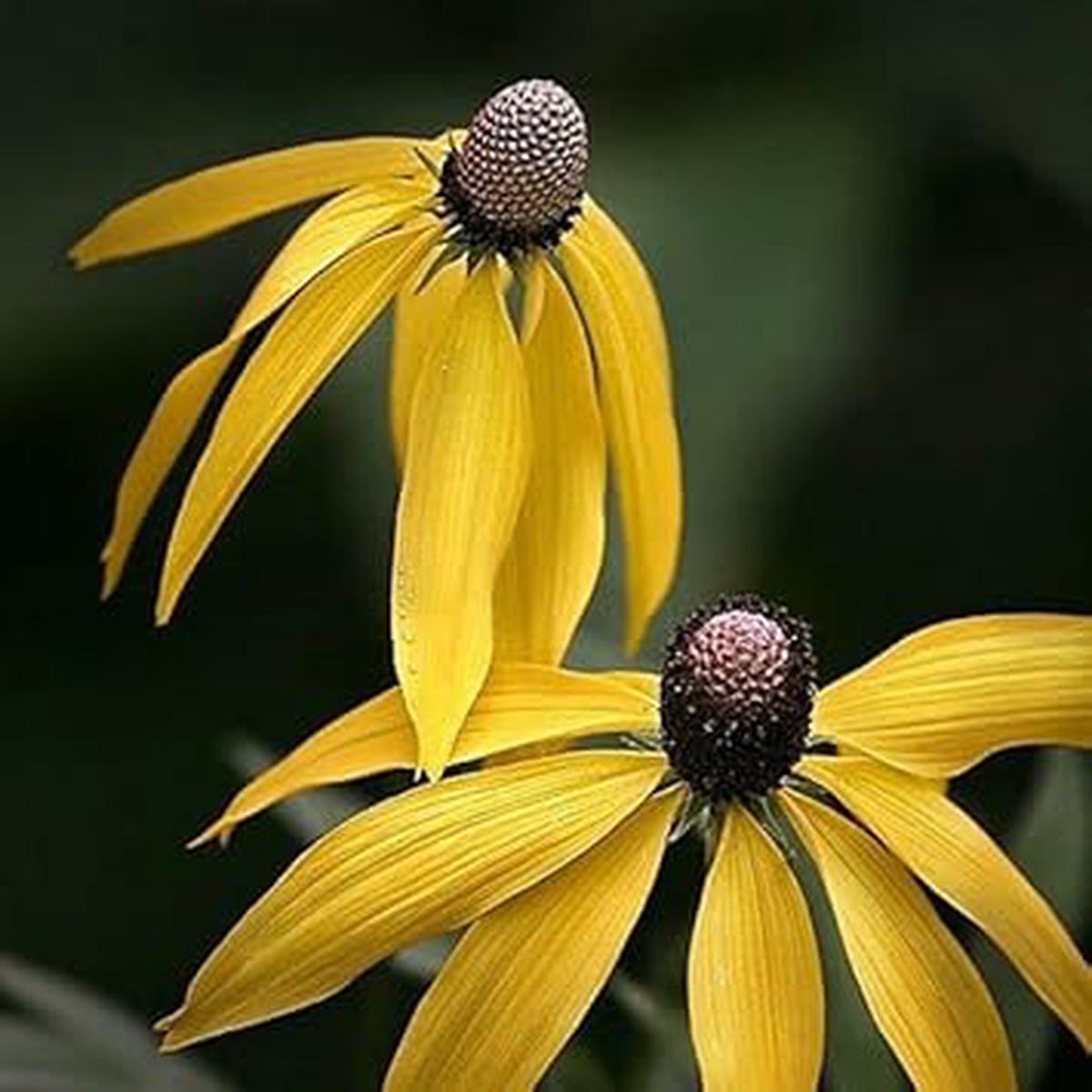 Yellow Coneflower Seeds for Planting  Heirloom, Non-GMO, High Germination Organic Garden Seeds