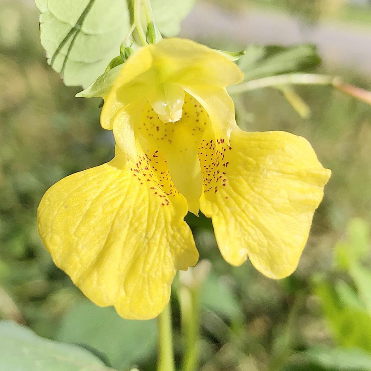 Yellow Jewelweed (Impatiens pallida) Flower Seeds for Planting  Heirloom, Non-GMO, Moisture-Loving, Annual
