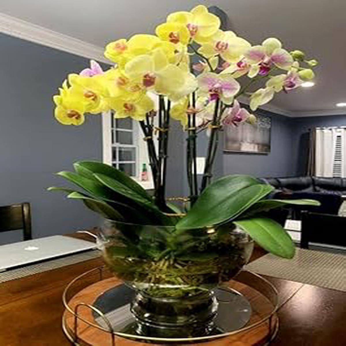 Yellow Phalaenopsis Flower seeds for Planting - Garden Favorite, Heirloom & GMO Free Seeds for Home Garden