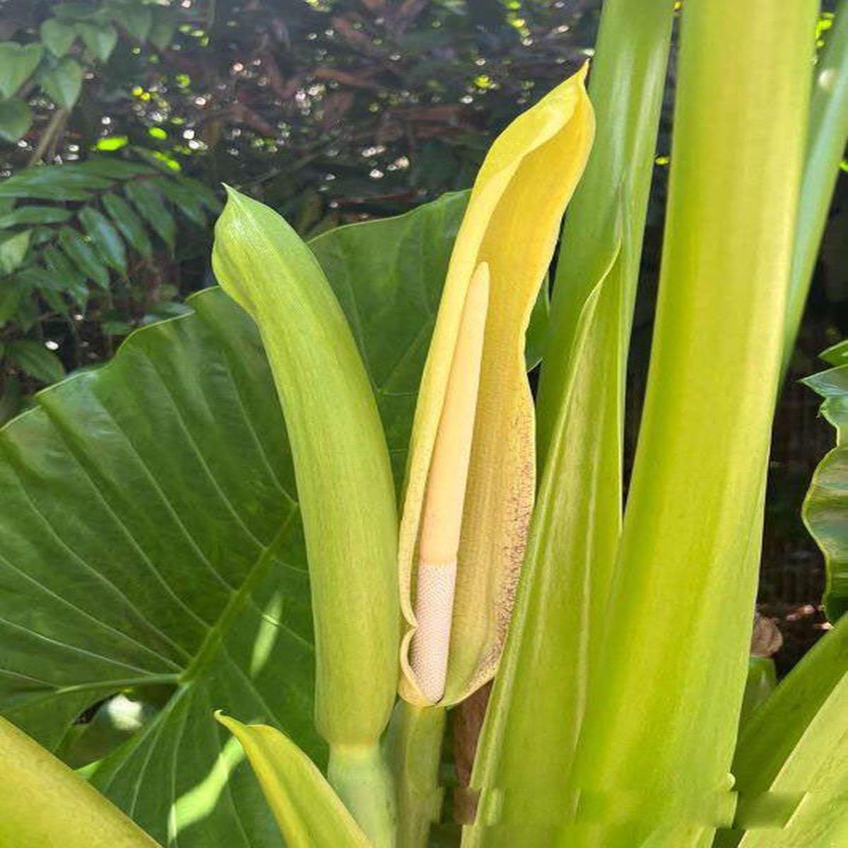 Alocasia Macrorrhiza Flower Seeds for Planting  Heirloom Non-GMO, High Germination Organic Garden Seeds