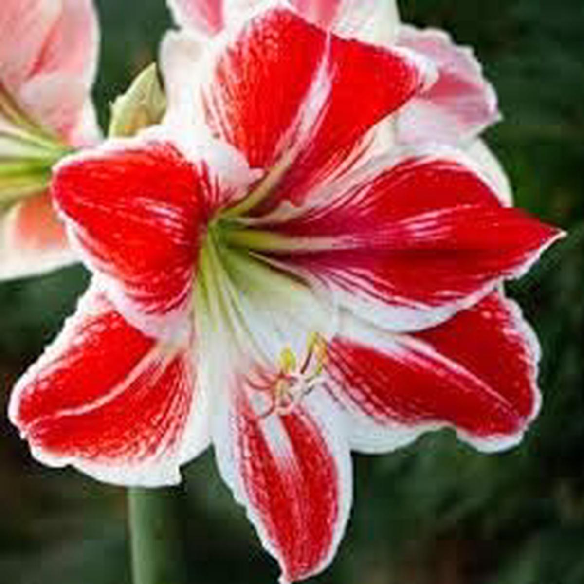 Amaryllis Red & White Flower Seeds for Planting  Heirloom, Non-GMO, Organic Garden Seeds, High Germination Blooms