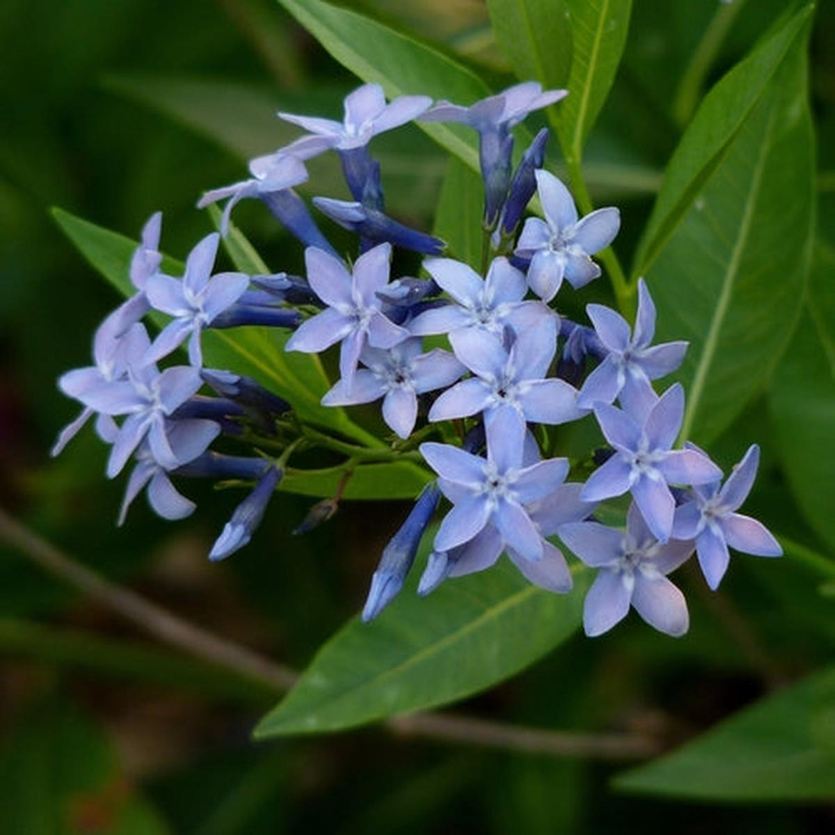 Amsonia Flower Seeds for Planting  Heirloom Non-GMO Organic Garden Seeds, Long Bloom Season