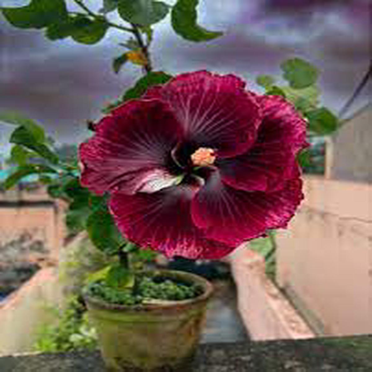 Black Maroon Hibiscus Flower Seeds Heirloom, Non-GMO, High Germination Organic Garden Seeds for Planting