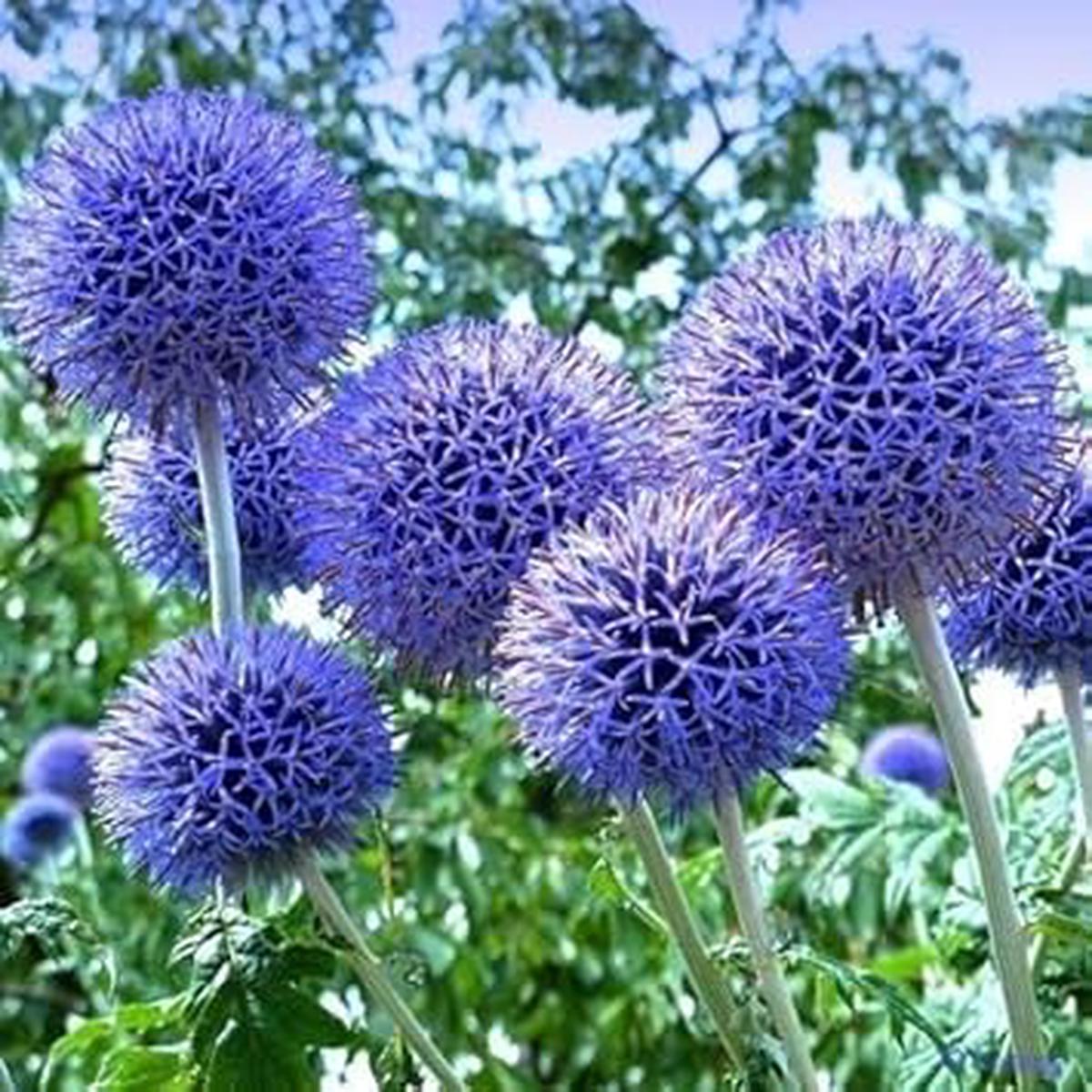 Blue Echinops Ritro Flower seeds for Planting - Premium Quality, Heirloom & GMO Free Seeds for Home Garden Sale