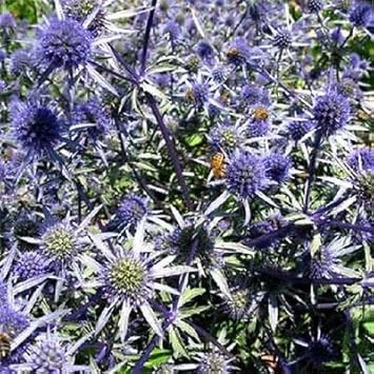 Blue Eryngium Alpinum Flower Seeds for Planting  Heirloom, Non-GMO, Premium Quality Organic Seeds