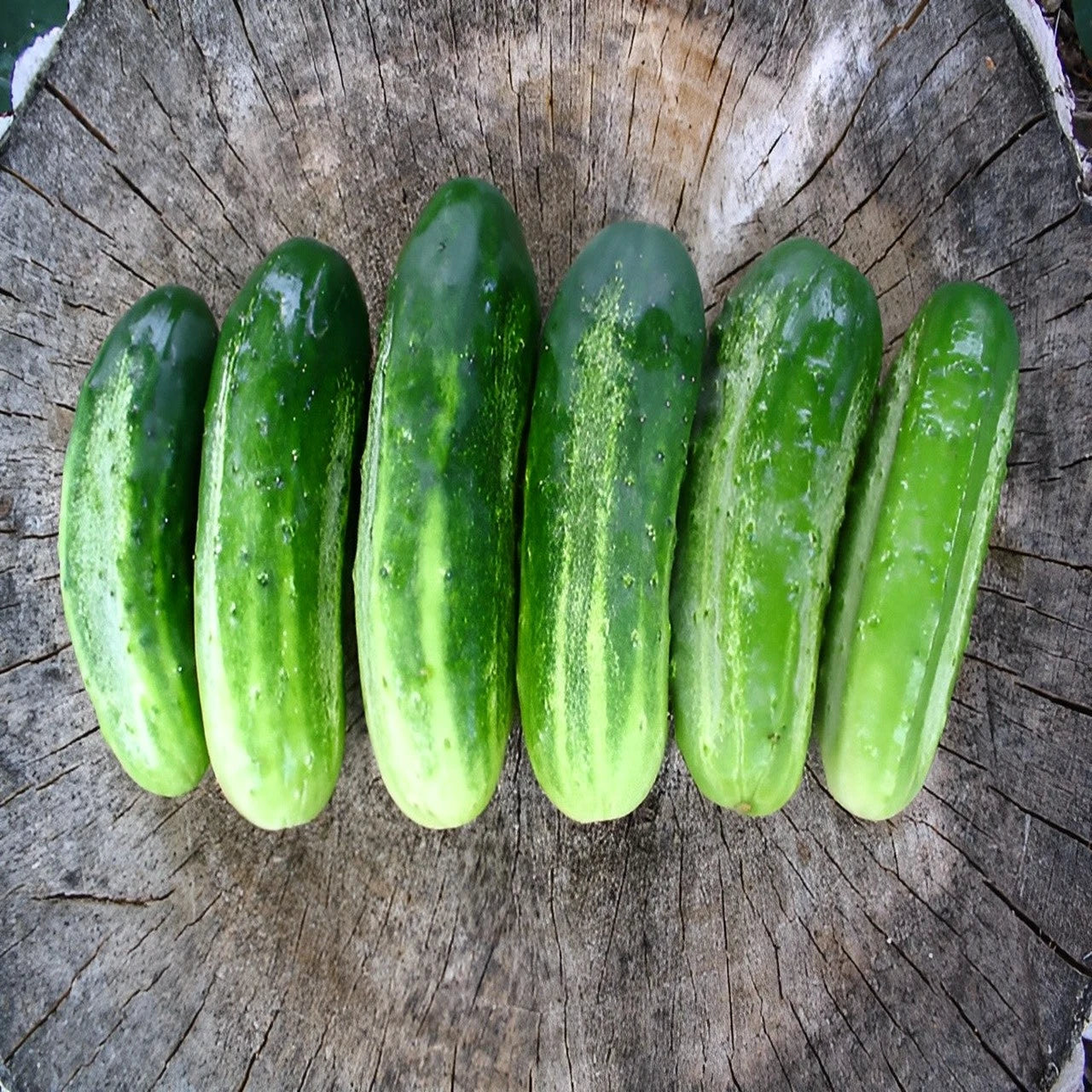 Boston Pickling Cucumber Seeds -Amazing Pickling Variety  Heirloom, Non-GMO, High Germination Organic Garden Seeds