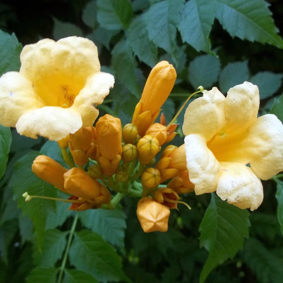 Campsis Radicans Flava Flower Seeds for Planting  Heirloom, Non-GMO, Trumpet Vine