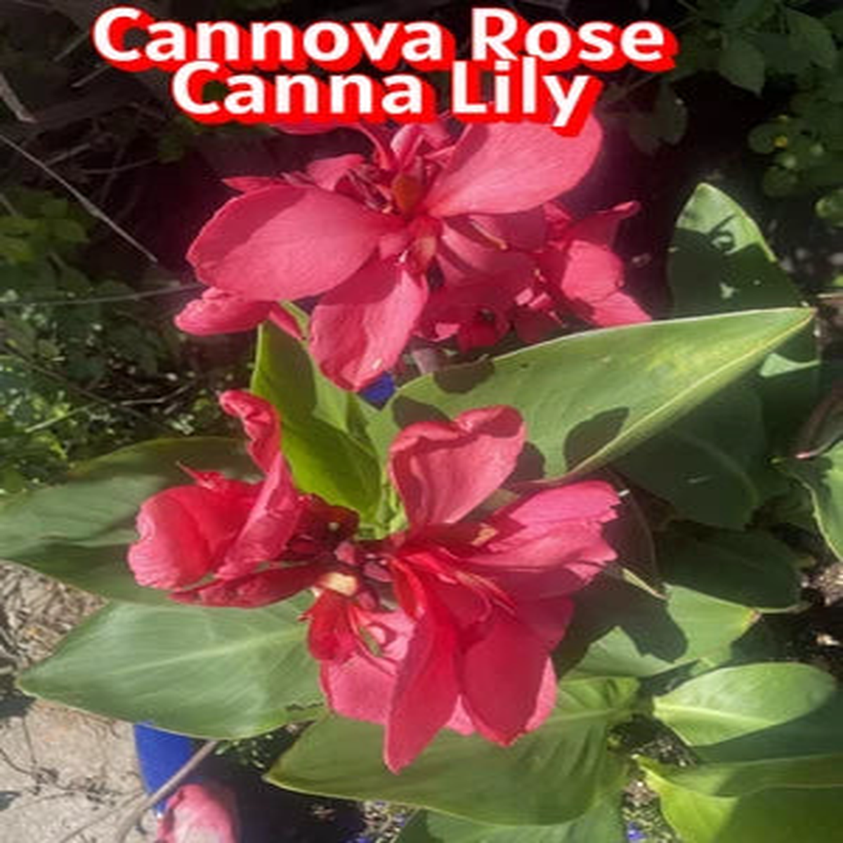Canna Lily Starters Cannova Rose Canna - Arizona Grown From Seed  Heirloom, Non-GMO