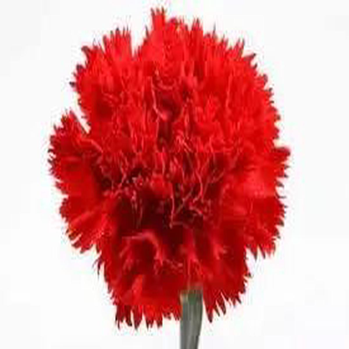 Carnation Red Flower Seeds for Planting - NON GMO Seeds