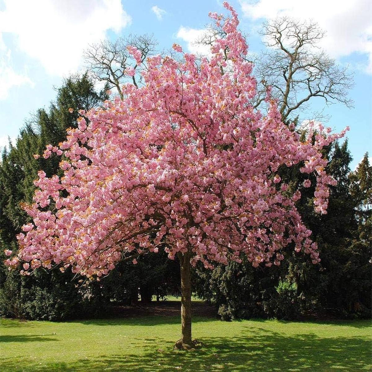 Cherry Blossom Prunus Serrulata Japanese Sakura Flower Seeds for Planting  Ideal for Ornamental Landscaping