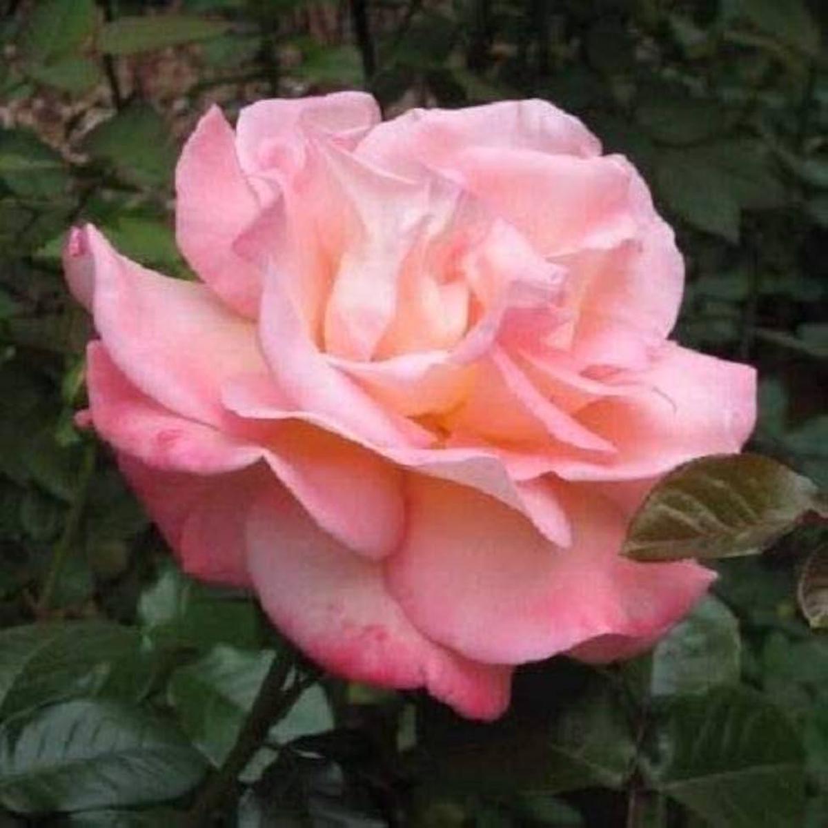 Claire Elizabeth Rose Seeds for Planting Rosa Claire Elizabeth for romantic borders and beds