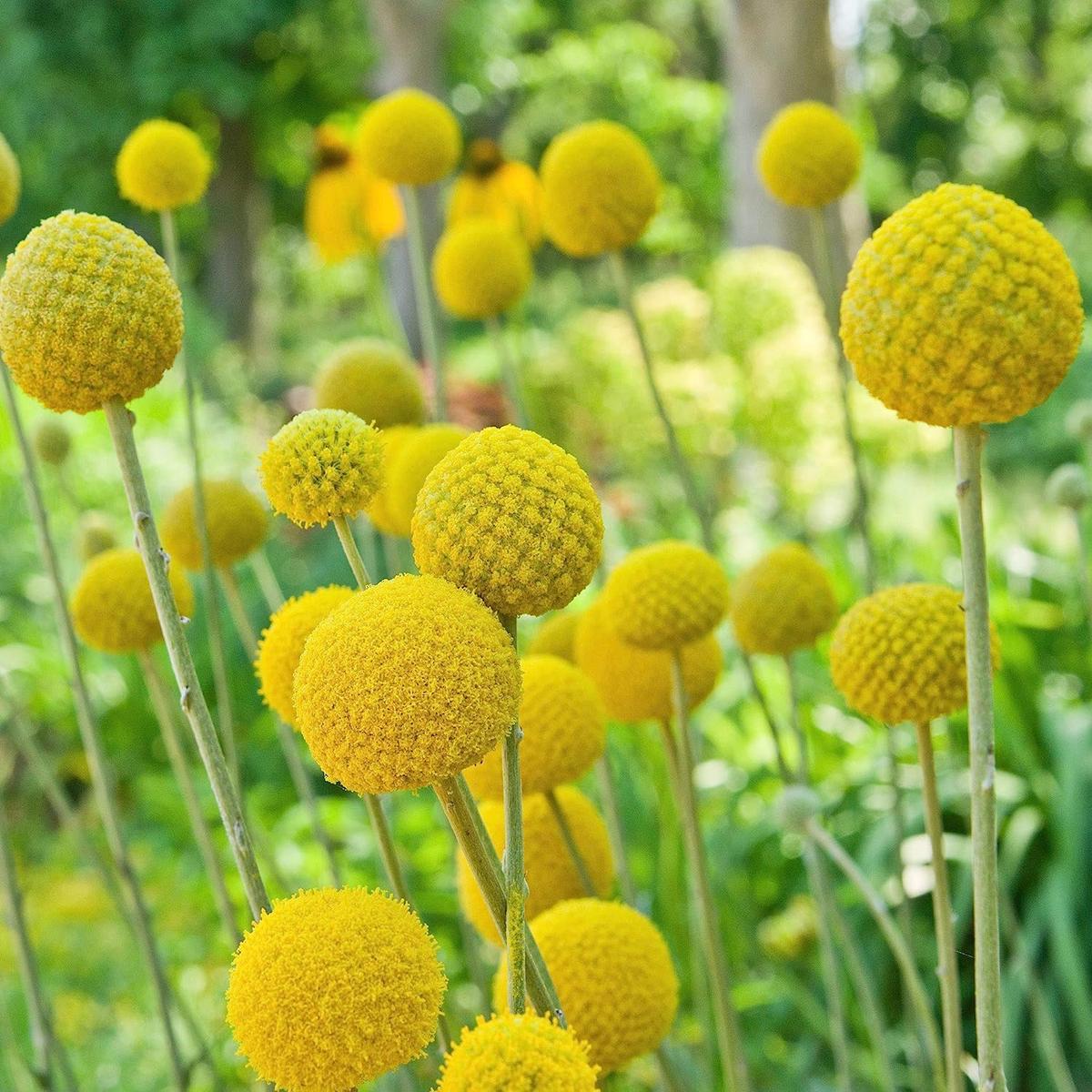 Craspedia Flower Seeds Heirloom, Non-GMO, Billy Button Blooms for Unique Garden Planting