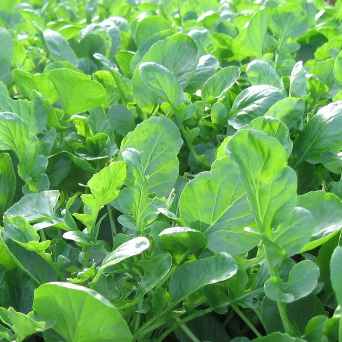 Cress Seeds Upland  Heirloom, Non-GMO, High Germination Organic Garden Seeds