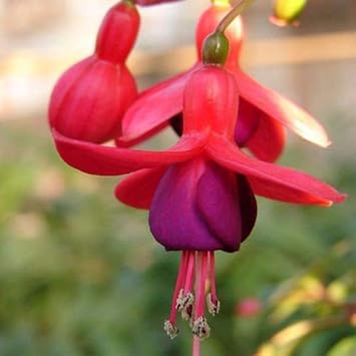 Dark Red Double Fuchsia Flower Seeds for Planting  Heirloom, Non-GMO, High Germination Organic Garden Seeds