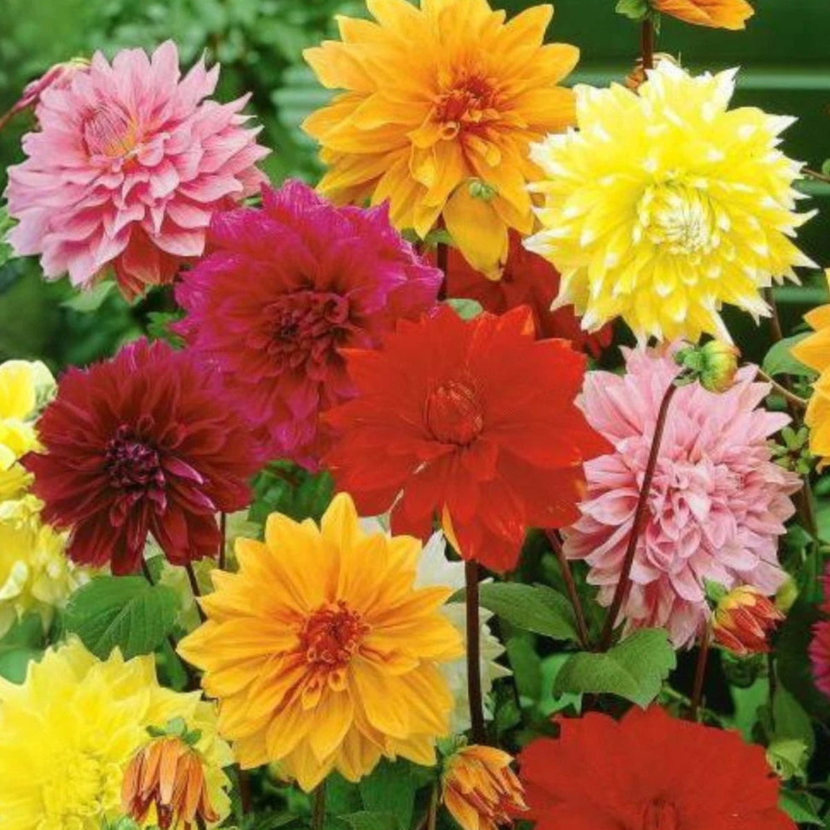 Dinnerplate Mix Dahlia Flower Seeds D082  Heirloom, Non-GMO, High Germination Organic Garden Seeds