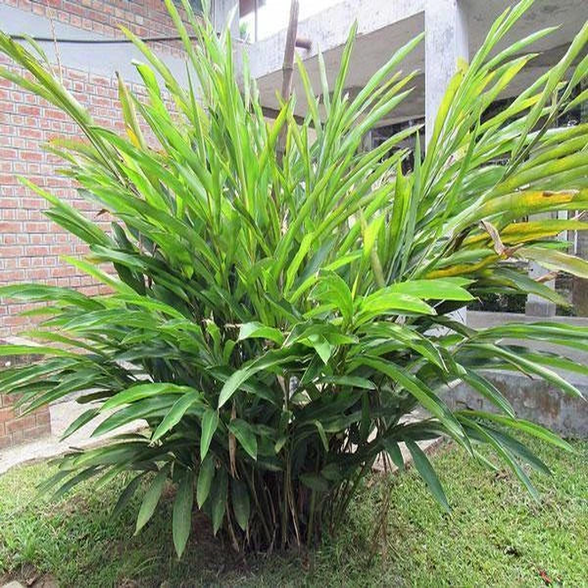 Elettaria cardamomum Cardamom Seeds  Heirloom, Non-GMO, High Germination Organic Garden Seeds
