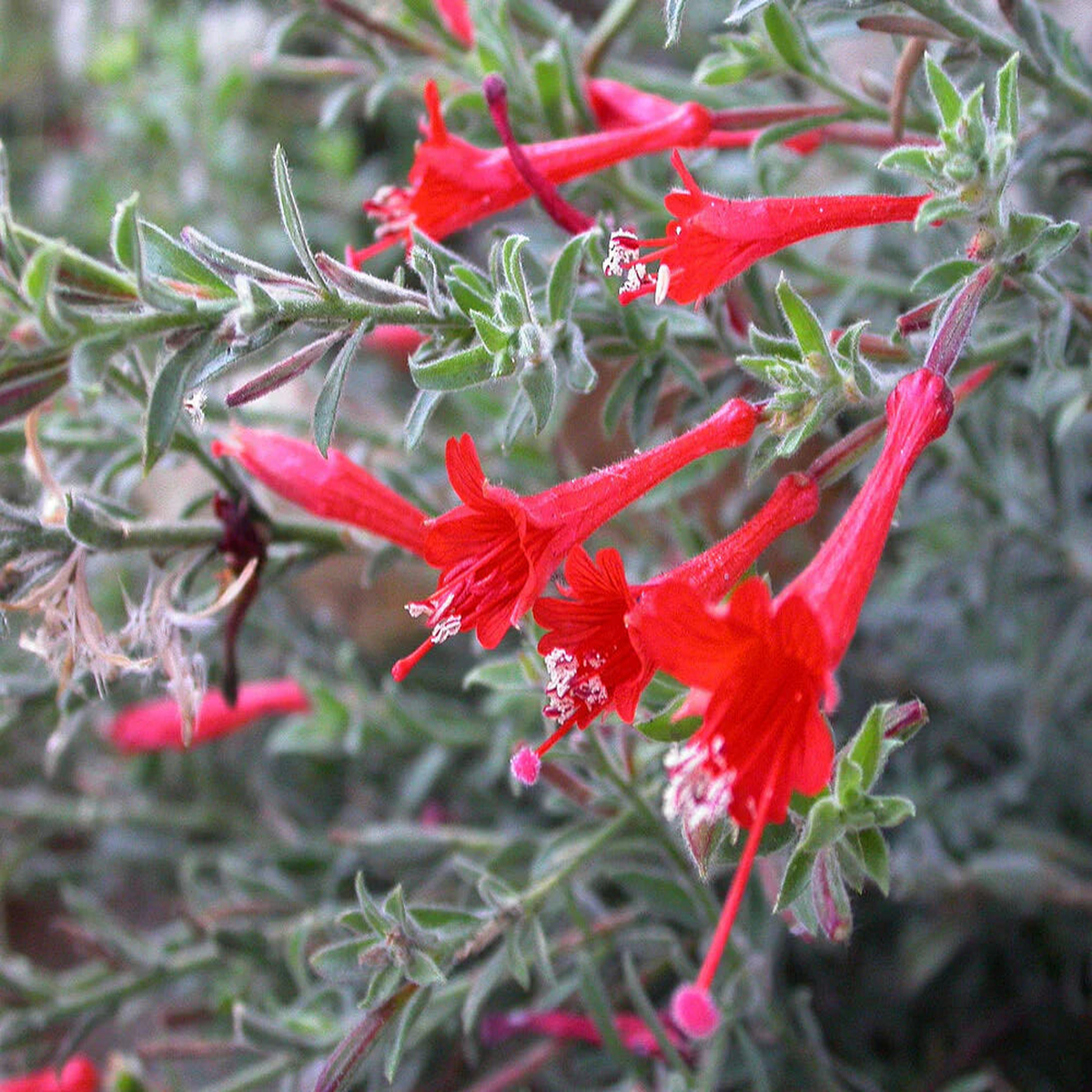 Epilobium Canum Flower Seeds  Heirloom, Non-GMO, Hummingbird-Friendly Blooms for Planting