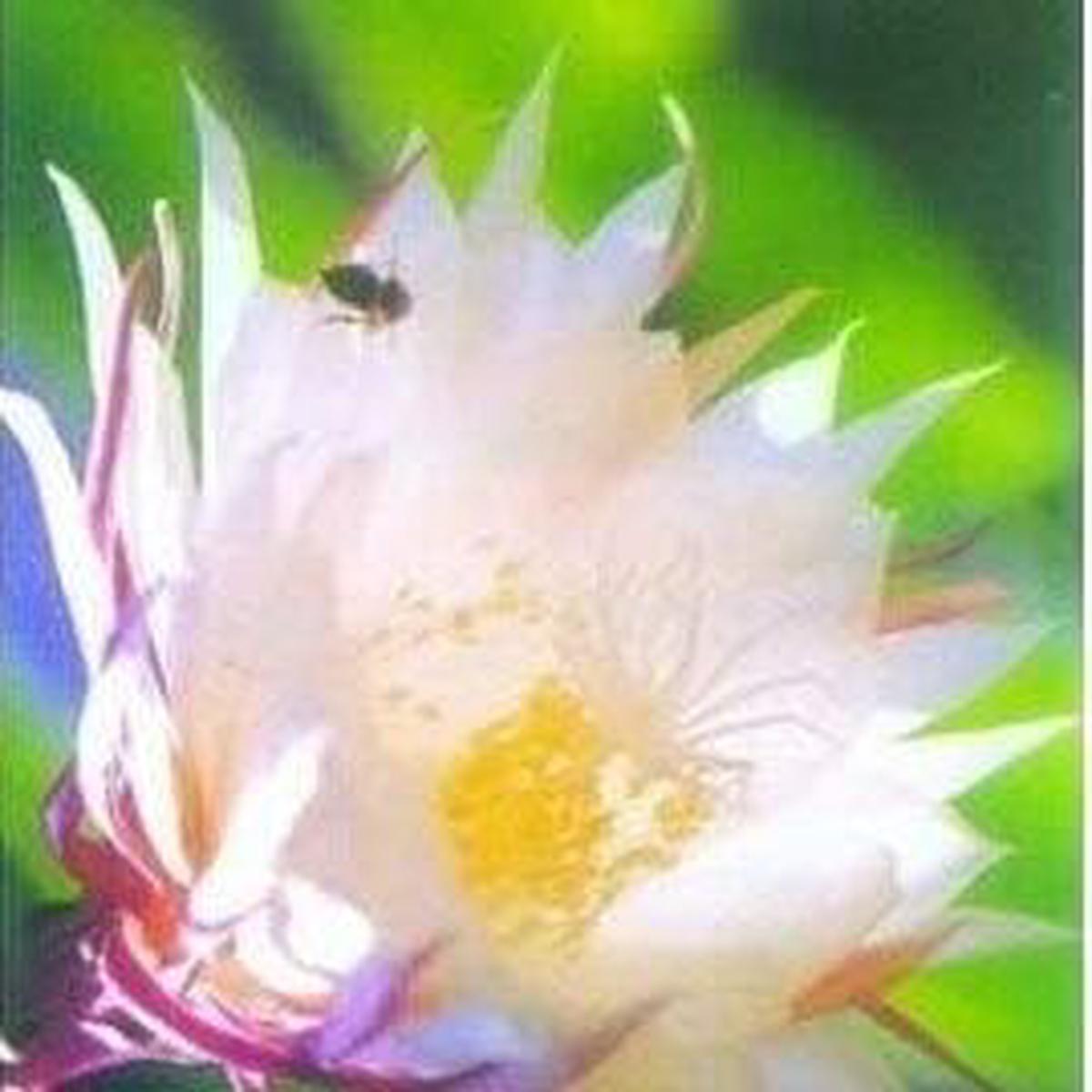 Epiphyllum Flower seeds for Planting Seasonal Bloomer Heirloom & GMO Free Seeds for Home Garden