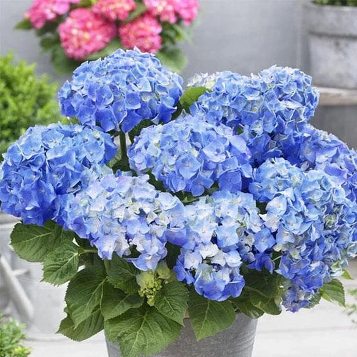 Geranium Pelargonium Seeds for Planting Blue White Heirloom, Non-GMO, High Germination Organic Garden Seeds Wildflower Mix