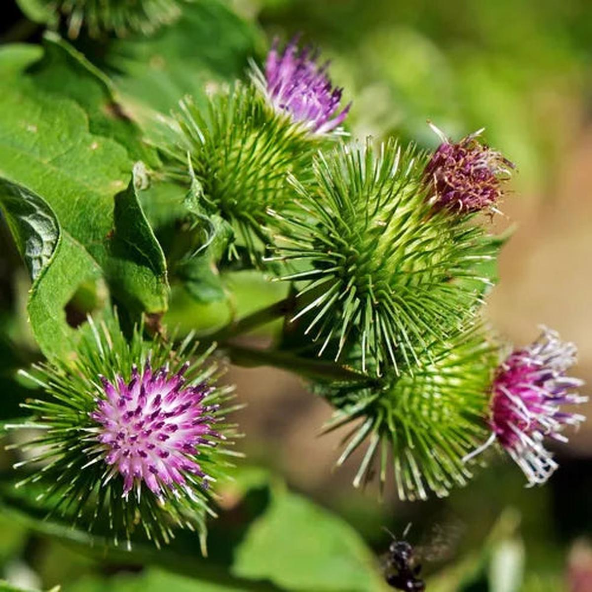 Granjas Bardana Flower seeds for Planting - Wildflower Mix, Heirloom & GMO Free Seeds for Home Garden