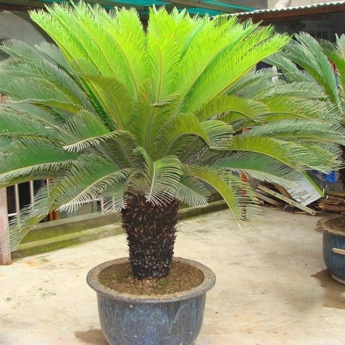 Green Cycas Plant Seeds for Planting  Heirloom, Non-GMO, Organic Garden Seeds with High Germination