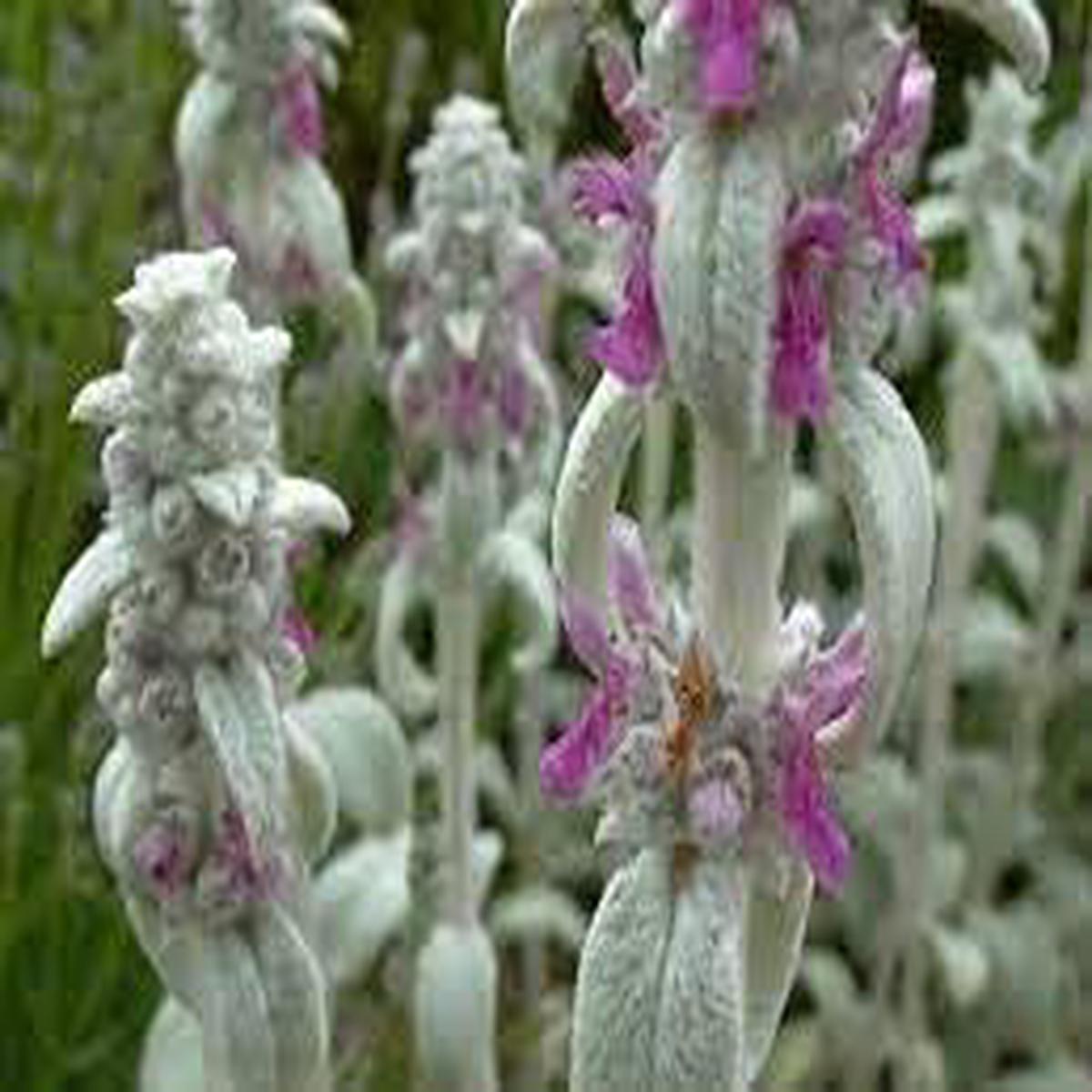 Heirloom Lamb's Ear Plant Seeds for Planting Non-GMO, High Germination Soft Foliage for Gardens