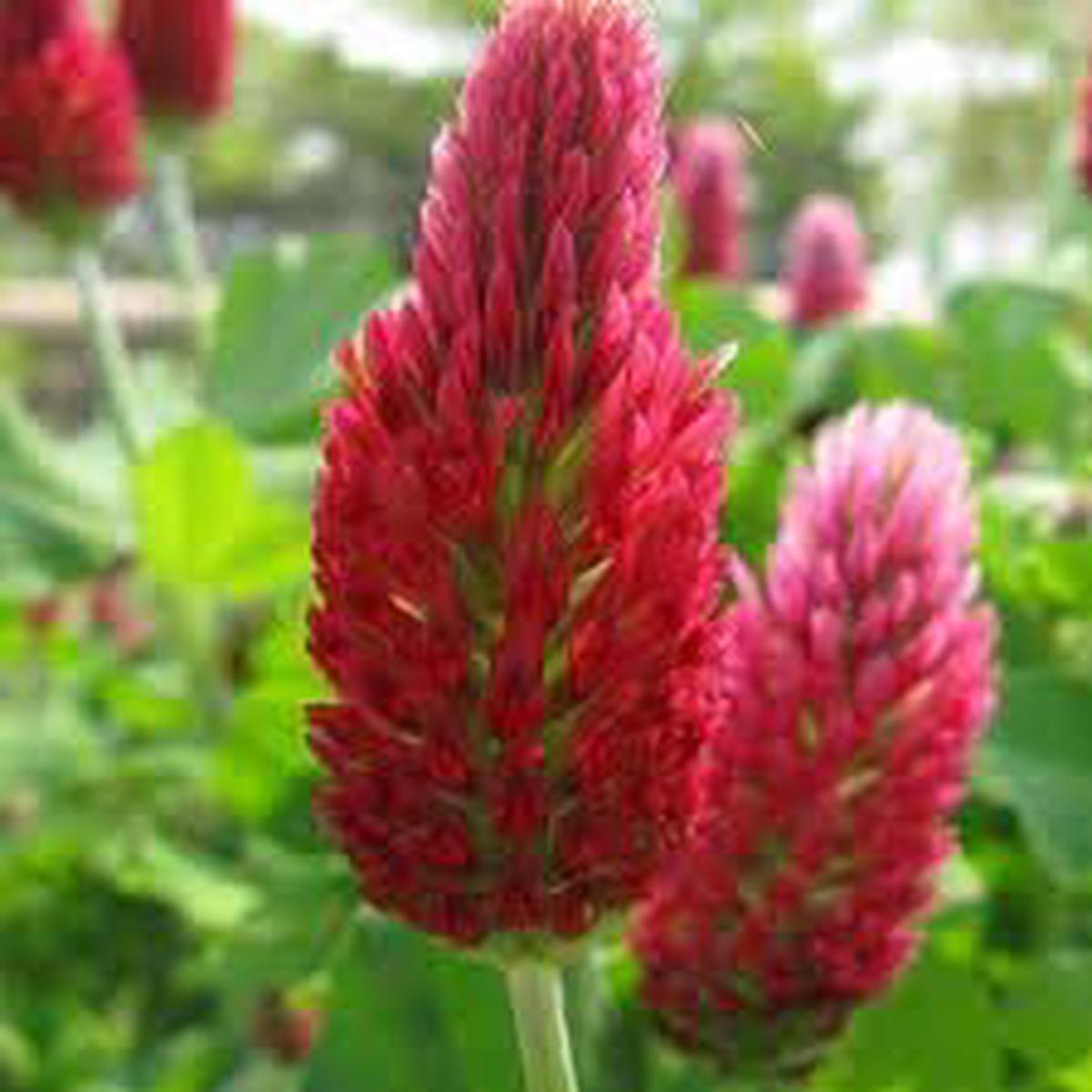 Heirloom Manure Flower Seeds Non-GMO, High Germination Organic Garden Seeds